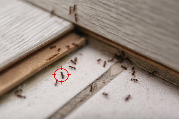 Best Mosquito Control Services  in Banks Springs, LA