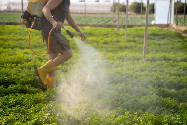 Best Pest Control Near Me  in Banks Springs, LA