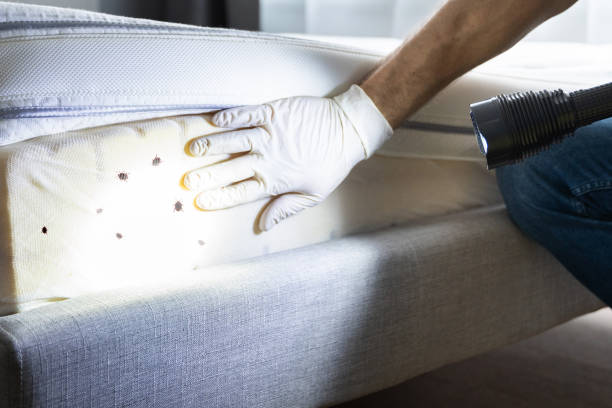 Best Best Pest Control Companies  in Banks Springs, LA