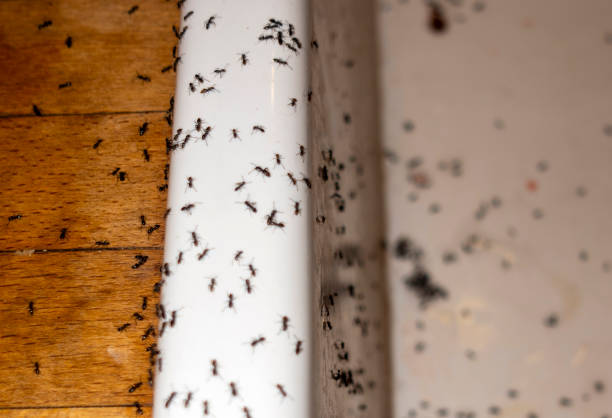 Insect Control in Banks Springs, LA