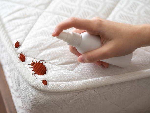 Best Local Pest Control Services  in Banks Springs, LA
