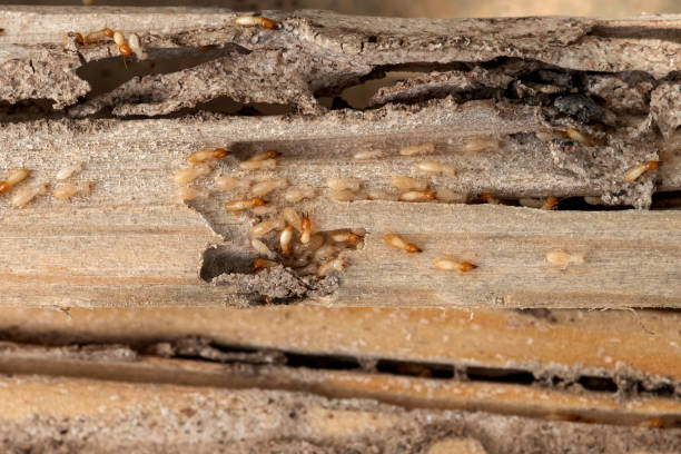 Wasp Removal Services in Banks Springs, LA