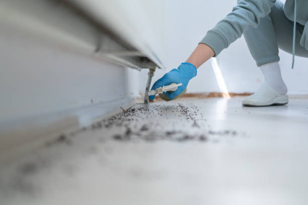 Best Emergency Pest Control  in Banks Springs, LA
